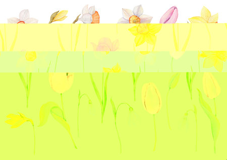 Watercolor spring floral clipart. Yellow and white daffodils, pink tulip flowers Easter set isolated on background. Hand drawn botanical illustration for invitation, cardの写真素材