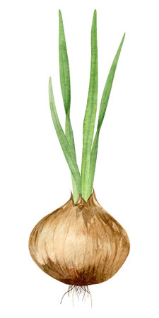 Bright realistic onion head with young green shoots. Watercolor hand painted illustration, isolated element on background. Cooking ingredient.の写真素材