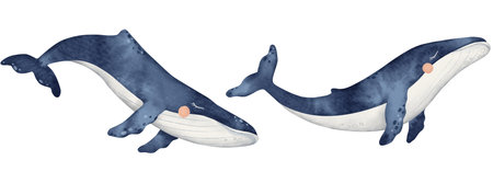Blue whale seamless border. Set of Cute baby cetaceans fish, Underwater animal. Hand drawn watercolor illustration of sea mammal. Endless banner for nursery, wall sticker, card, fabricの写真素材