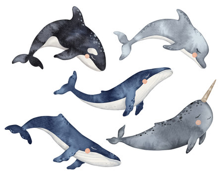 Set of Cute baby Dolphin, narwhal, Killer whale or Orcinus orca. Underwater animal. Hand drawn watercolor illustration of cetaceans fish for nursery, wall sticker, card, fabricの写真素材