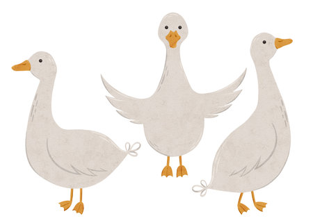 Set of cute gooses. Digital hand drawn illustration with little farm animal bird for textile design, education, baby shower, children prints. Drawing of character in cartoon style on isolated backgroundの写真素材