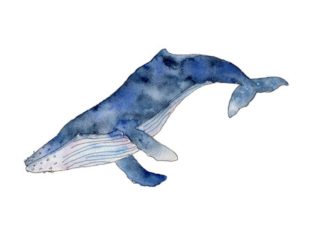 Watercolor blue whale. Hand drawn humpback cetaceans fish, Underwater animal line art illustration. Graphic for nursery, wall sticker, card, fabricの写真素材