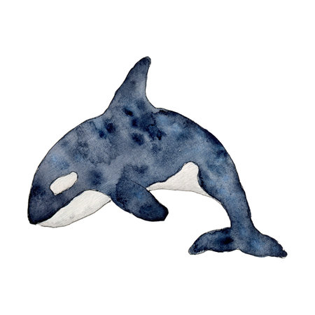 Killer whale or Orcinus orca. Wild inhabitants of the seas and oceans of the Arctic. Hand drawn watercolor line art illustration. Undersea mammal animal image for nursery, wall sticker, greeting cardの写真素材