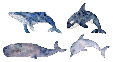 Watercolor Set of Orcinus orca, cachalot, dolphin, humpback. Wild inhabitants of the seas and oceans. Hand drawn cetaceans fish line art illustration for wallpaper, fabric, wrapping paperの写真素材