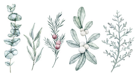Christmas Set of snowberry, eucalyptus, spruce branch, rosemary twig, Mistletoe, dusty Miller, pine cone, ilex, holly with berries. Hand painted watercolor flower. Hand painted watercolor flower illustration for wedding invitation, pack, card.の写真素材