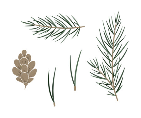 Set of pine branch and cones. Digital cone and twig of conifers evergreen tree. Hand drawn botanical illustration isolated image on background for Christmas greetings, cards, wallpapers, invitationの写真素材