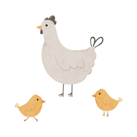Set of Cartoon domestic chickens. Digital hand drawn farm birds illustration for textile design, poster, postcard. Cartoon style character drawing for printing on an isolated backgroundの写真素材