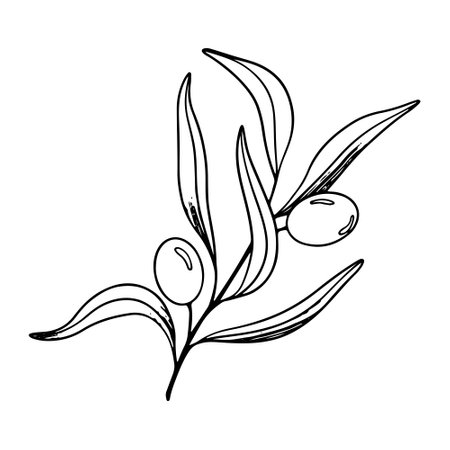 Sketch of olive branch with berries and leaves. Hand drawn vector line art illustration. Black and white drawing of the symbol of Italy or Greek for cards, design  , tattooのイラスト素材