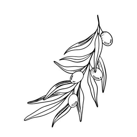 Sketch of olive branch with berries and leaves. Hand drawn vector line art illustration. Black and white drawing of the symbol of Italy or Greek for cards, design  , tattooのイラスト素材