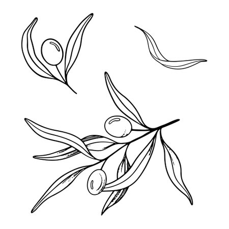 Sketch set of olive branch with berries and leaves. Hand drawn vector line art illustration. Black and white drawing of the symbol of Italy or Greek for cards, design  , tattooのイラスト素材