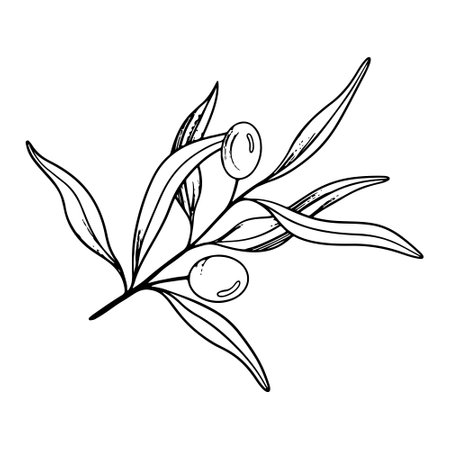 Sketch of olive branch with berries and leaves. Hand drawn vector line art illustration. Black and white drawing of the symbol of Italy or Greek for cards, design logo, tattooのイラスト素材