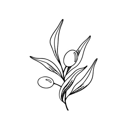 Sketch of olive branch with berries and leaves. Hand drawn vector line art illustration. Black and white drawing of the symbol of Italy or Greek for cards, design logo, tattooのイラスト素材