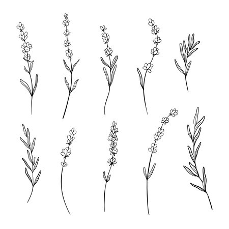 Set of Lavender flower line art drawing. Hand drawn black ink sketch. Design for tattoo, wedding invitation, logo, cards, packaging and labeling. Botanical rustic trendy greenery vector illustration.のイラスト素材