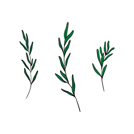 Set of Lavender leaves line art drawing. Hand drawn black ink sketch. Design for tattoo, wedding invitation, logo, cards, packaging and labeling. Botanical rustic trendy greenery vector illustration.のイラスト素材