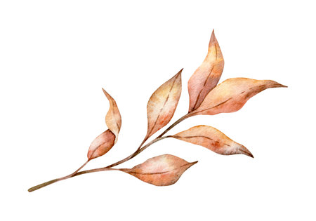 Rustic wedding greenery. Dried leaves, bleached grass, autumn herbal. Hand drawn Watercolor autumn illustration for design, fabric or printの写真素材