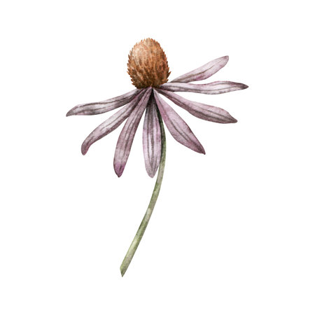 Watercolor rudbeckia. Hand painted coneflowers. Blooming head with brown heart. Botanical illustration for greeting cards, wedding invitations, pack, stationary, decorations.の写真素材