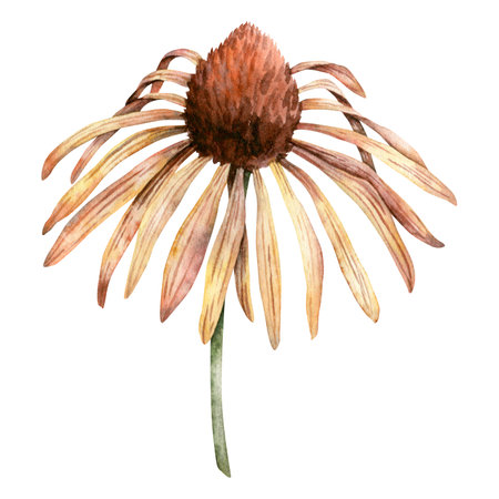 Watercolor rudbeckia. Hand painted coneflowers. Blooming head with brown heart. Botanical illustration for greeting cards, wedding invitations, pack, stationary, decorations.の写真素材