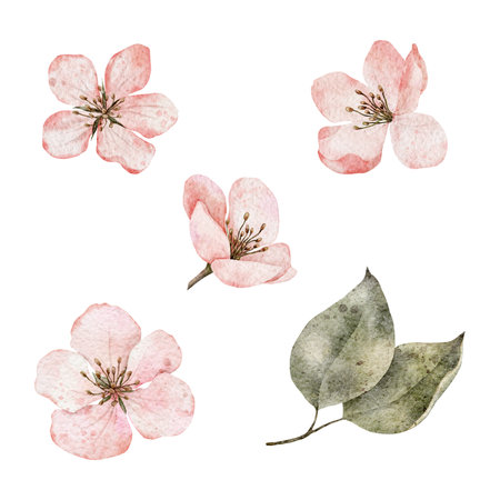 Set of watercolor pink flowers. Cherry blossom, flowering sakura, spring apple clipart. Hand drawn blooming floral illustration for pack, card, invitation, tags.の写真素材