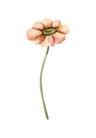 Watercolor daisy. Hand painted flowers. Blooming head with brown heart. Botanical illustration for greeting cards, wedding invitations, pack, stationary, decorations.の写真素材