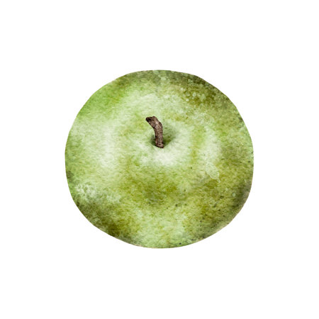Watercolor green ripe Apple. Hand drawn fruit illustration for juice pack, card, invitation, tagsの写真素材