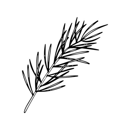 line art pine branch. Ink graphic twig of conifers evergreen tree. Hand painted outline botanical illustration for Christmas greetings, cards, wallpapers, invitationのイラスト素材