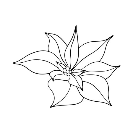 Poinsettia flowers, Winter star flower. Botanical line art element. ink graphic. Hand painted outline illustration for Christmas or New Year greeting card design, holiday decoration, weddingのイラスト素材