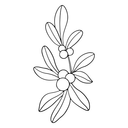 Symphoricarpos, commonly known as the snowberry, waxberry, or ghostberry. Deciduous shrub with white berries. Ink graphic. Hand painted outline illustration for wedding invitation, pack, cardのイラスト素材