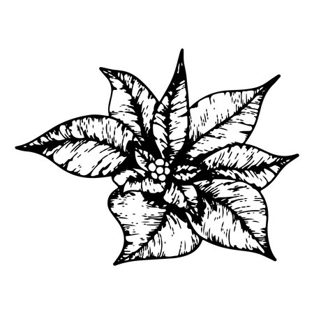 Poinsettia flowers, Winter star flower. Botanical line art element. ink graphic. Hand painted outline illustration for Christmas or New Year greeting card design, holiday decoration, weddingのイラスト素材