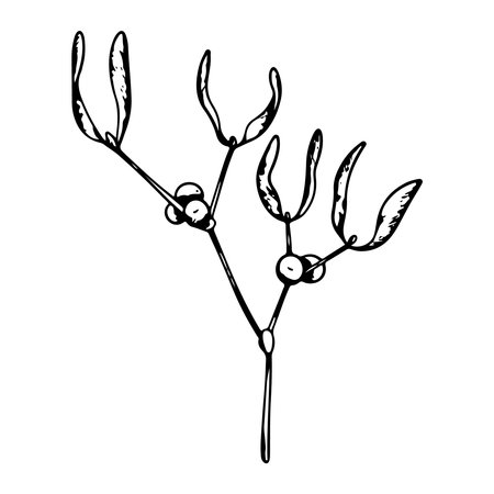 Mistletoe or Viscum branches with leaves and berries. Botanical line art element. Winter plant ink graphic. Hand painted outline illustration for greeting card design, holiday decoration, wedding, pack, stationaryのイラスト素材