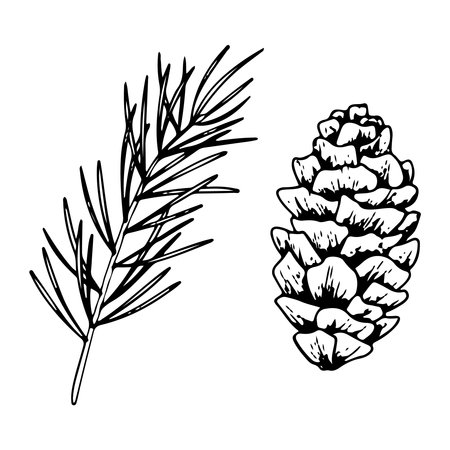 Set of line art pine branch and cones. Ink graphic twig of conifers evergreen tree. Hand painted outline botanical illustration for Christmas greetings, cards, wallpapers, invitationのイラスト素材