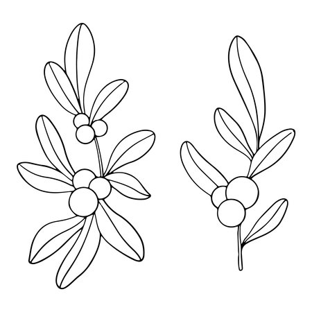 set of Symphoricarpos, commonly known as the snowberry, waxberry, or ghostberry. Deciduous shrub with white berries. Ink graphic. Hand painted outline illustration for wedding invitation, pack, cardのイラスト素材