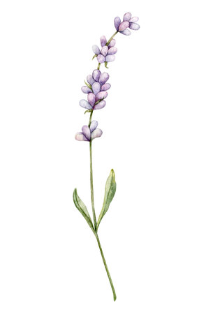 Watercolor Lavender flower. Hand drawn botanical illustration of lavender branch for wedding invitation,  cards, packaging and labelingの写真素材