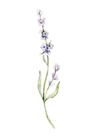 Watercolor Lavender flower. Hand drawn botanical illustration of lavender branch for wedding invitation, cards, packaging and labelingの写真素材