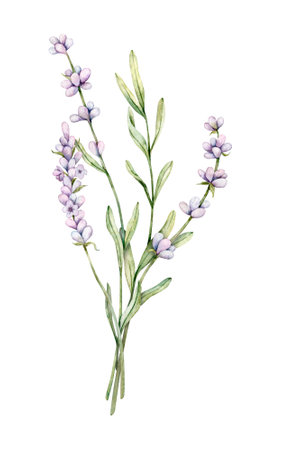 Watercolor Lavender flowers. Hand drawn botanical illustration of lavender bouquet for wedding invitation,   cards, packaging and labelingの写真素材