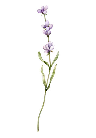 Watercolor Lavender flower. Hand drawn botanical illustration of lavender branch for wedding invitation,   cards, packaging and labeling.の写真素材