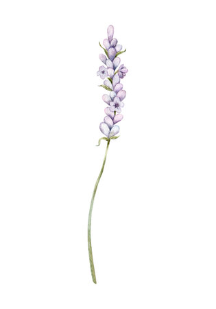 Watercolor Lavender flower. Hand drawn botanical illustration of lavender branch for wedding invitation,  cards, packaging and labeling.の写真素材