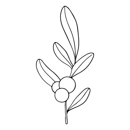 Symphoricarpos, commonly known as the snowberry, waxberry, or ghostberry. Deciduous shrub with white berries. Ink graphic. Hand painted outline illustration for wedding invitation, pack, cardのイラスト素材