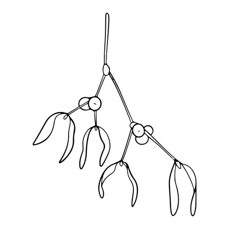 Mistletoe or Viscum branches with leaves and berries. Botanical line art element. Winter plant ink graphic. Hand painted outline illustration for greeting card design, holiday decoration, wedding, pack, stationaryのイラスト素材
