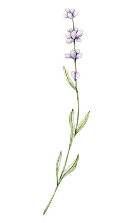Watercolor Lavender flower. Hand drawn botanical illustration of lavender branch for wedding invitation,  cards, packaging and labeling.の写真素材