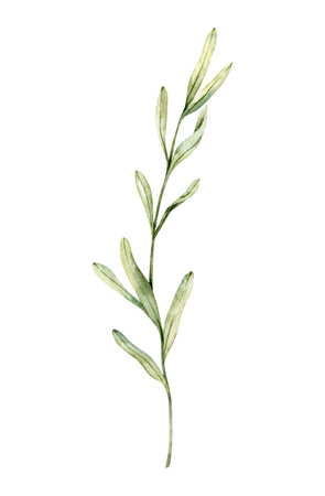 Lavender leaves, rosemary twig, juniper drawing. Hand drawn watercolor illustration. Design for wedding invitation,  cards, packaging and labeling. Botanical rustic trendy greenery art.の写真素材