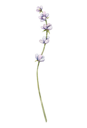 Watercolor Lavender flower. Hand drawn botanical illustration of lavender branch for wedding invitation,  cards, packaging and labeling.の写真素材