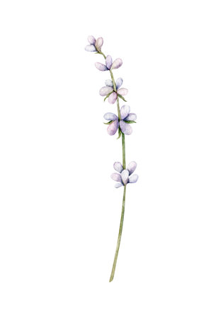 Watercolor Lavender flower. Hand drawn botanical illustration of lavender branch for wedding invitation, logo, cards, packaging and labeling.の写真素材