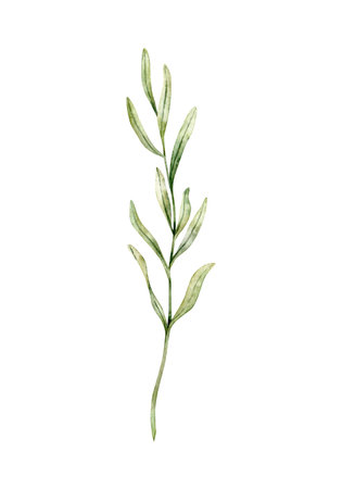 Lavender leaves, rosemary twig, juniper drawing. Hand drawn watercolor illustration. Design for wedding invitation, logo, cards, packaging and labeling. Botanical rustic trendy greenery art.の写真素材