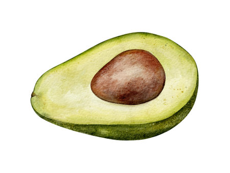 Half Avocado Watercolor illustration. Hand drawn clipart on isolated background. Botanical painting of tropical Fruit. Drawing of green Vegetable for food packaging design. Plant sketch for kitchen prints.の写真素材