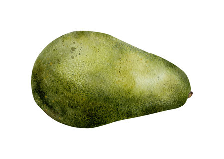 Watercolor ripe avocado. Hand drawn illustration on isolated background. Botanical clipart of tropical Fruit for food packaging design. Vegetable artの写真素材