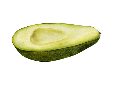 Half Avocado Watercolor illustration. Hand drawn clipart on isolated background. Botanical painting of tropical Fruit. Drawing of green Vegetable for food packaging design. Plant sketch for kitchen prints.の写真素材