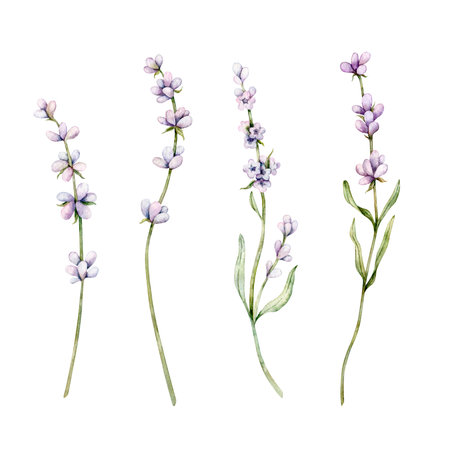 Watercolor set of Lavender flower. Floral Clipart. Hand drawn botanical illustration of lavender branch for wedding invitation, logo, cards, packaging and labelingの写真素材