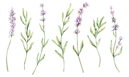Watercolor set of Lavender flower. Floral Clipart. Hand drawn botanical illustration of lavender branch for wedding invitation, logo, cards, packaging and labelingの写真素材