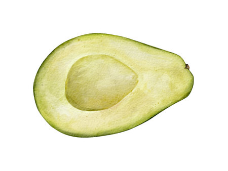 Half Avocado Watercolor illustration. Hand drawn clipart on isolated background. Botanical painting of tropical Fruit. Drawing of green Vegetable for food packaging design. Plant sketch for kitchen prints.の写真素材