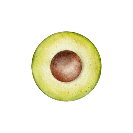 Half Avocado Watercolor illustration. Hand drawn clipart on isolated background. Botanical painting of tropical Fruit. Drawing of green Vegetable for food packaging design. Plant sketch for kitchen prints.の写真素材